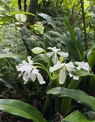 Crinum jagus
