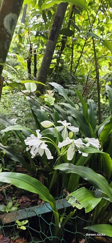 Crinum jagus, photograph 2