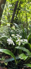 (c) Doreen, some rights reserved (CC BY) Crinum jagus, photograph (c) Doreen, some rights reserved (CC BY)