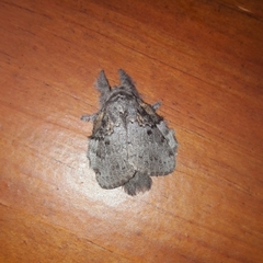 Euglyphis praedicabilis