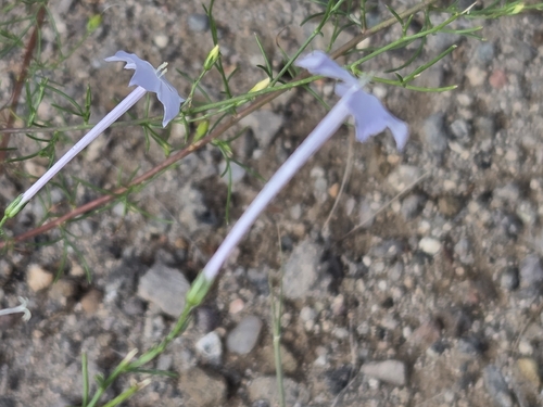 Flaxflowered Ipomopsis