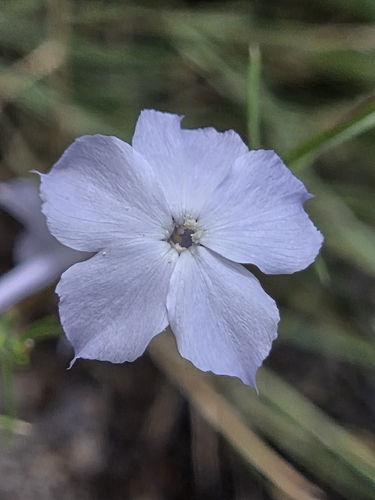 Ipomopsis longiflora, photograph 3