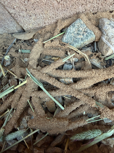 Long-jawed Desert Termites