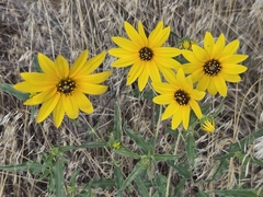 Helianthus petiolaris, photograph author not stated, no rights reserved