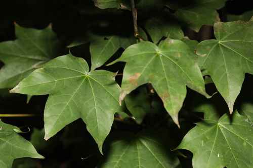Acer cappadocicum, photograph 1