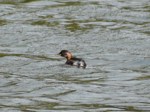 iNaturalist image