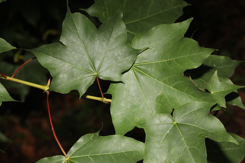 Acer cappadocicum
