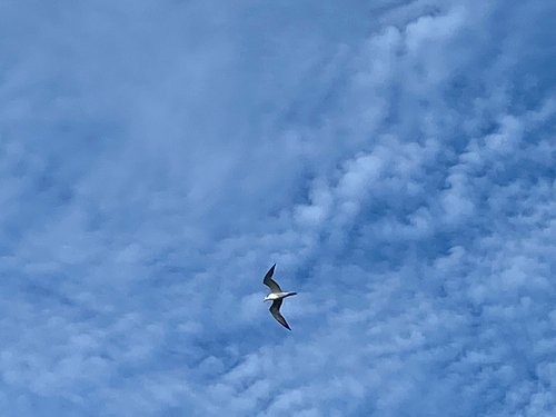 iNaturalist image