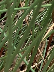 Juncus conglomeratus