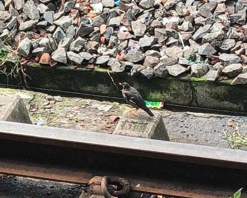 Bank Myna
