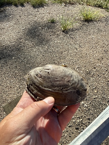 Pink Papershell