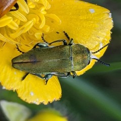 Anthaxia hungarica