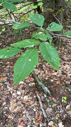American beech