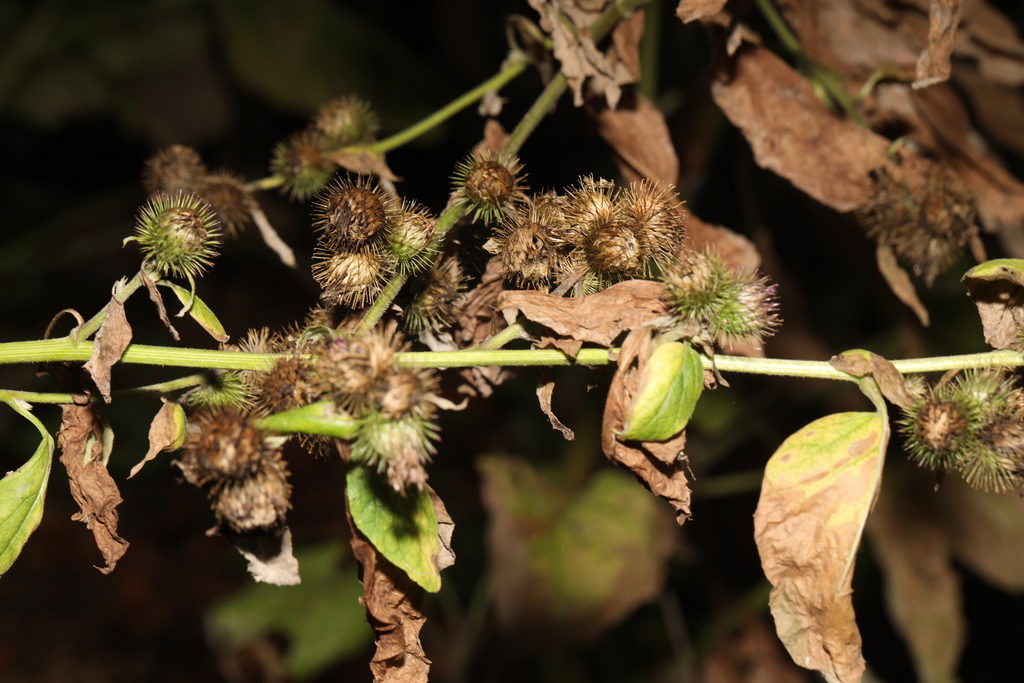 Arctium minus; photograph author not stated, no rights reserved