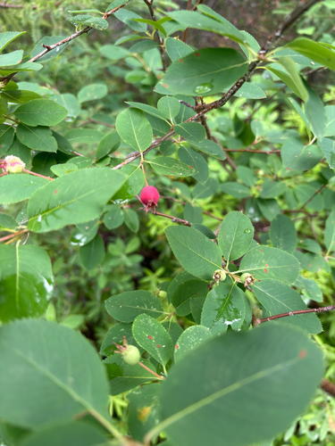Amelanchier bartramiana, 2026-08-09