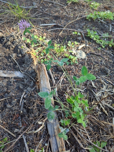 Red Clover