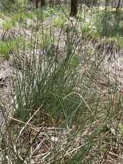 Juncus conglomeratus