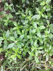 Spermacoce dasycephala