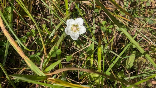 marsh grass-of-Parnassus