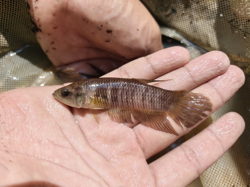 Giant betta