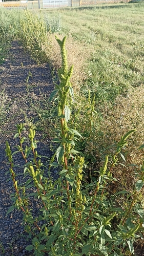powell's amaranth