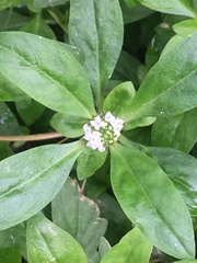 Spermacoce dasycephala