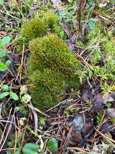Tetraplodon angustatus observed 2026-09-09