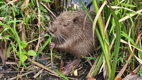 Coypu