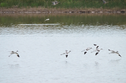 iNaturalist image