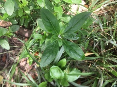 Spermacoce dasycephala