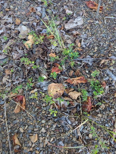 Black Medick