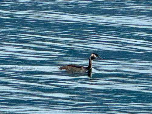 iNaturalist image