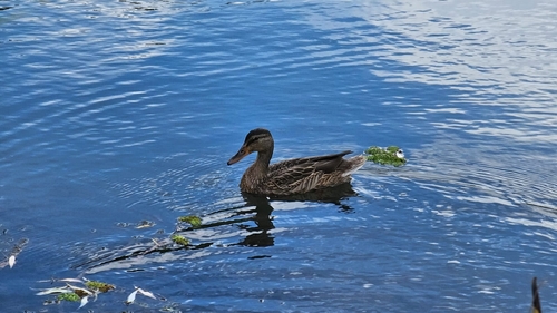 Mallard
