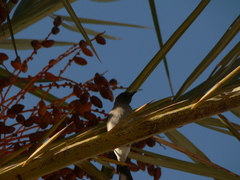 Pycnonotus barbatus