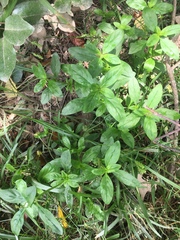 Spermacoce dasycephala