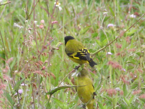 Hooded Siskin