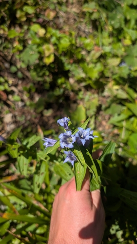 willow gentian