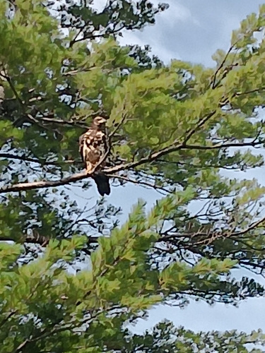 Bald Eagle