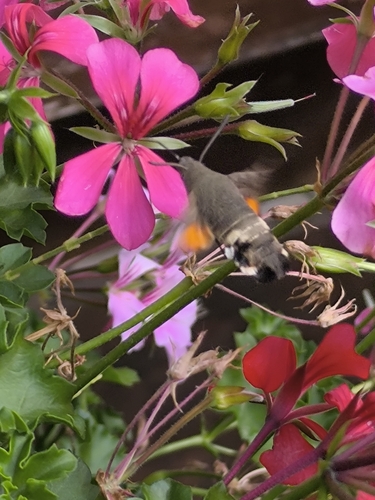 Eurasian Hummingbird Hawkmoth