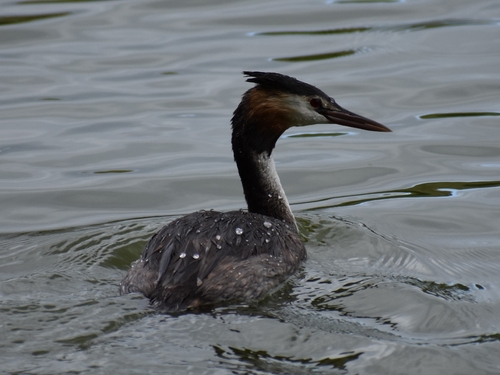 iNaturalist image