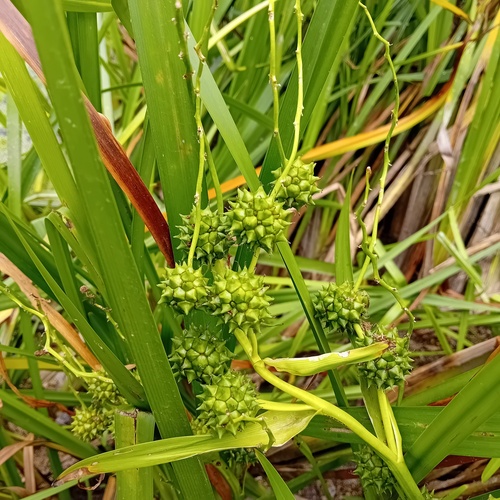 Branched Bur-reed