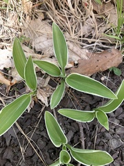 Hosta ventricosa
