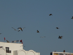 Larus michahellis