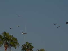 Larus michahellis