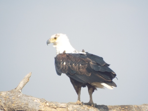 iNaturalist image