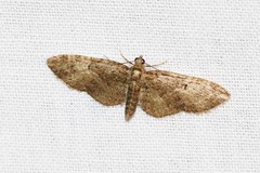 Eupithecia abbreviata