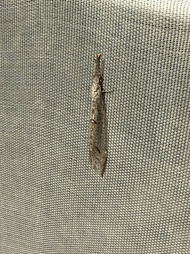 Euptilon ornatum