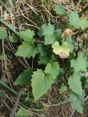 Valeriana tripteris