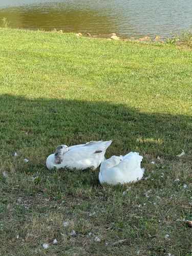 iNaturalist: (c) cherrytreedental, some rights reserved (CC BY-NC) iNaturalist image