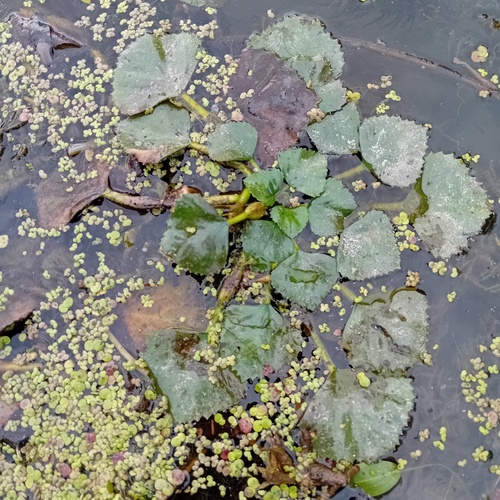 Water caltrop